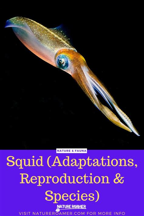 squid fish|Squid's Hidden World: Adaptations, Reproduction.